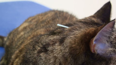 Katze mit Akupunktur-Nadel